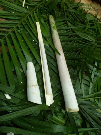 Palmito Pupunha in Natura (Hastes ou minimamente processado)